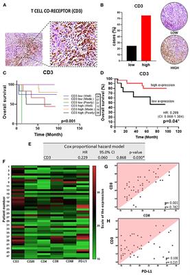 Increased Tumor Immune Microenvironment CD3+ and CD20+ Lymphocytes Predict a Better Prognosis in Oral Tongue Squamous Cell Carcinoma